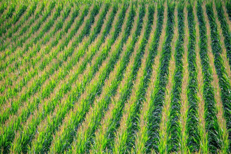Large cornfield with rows of crop
